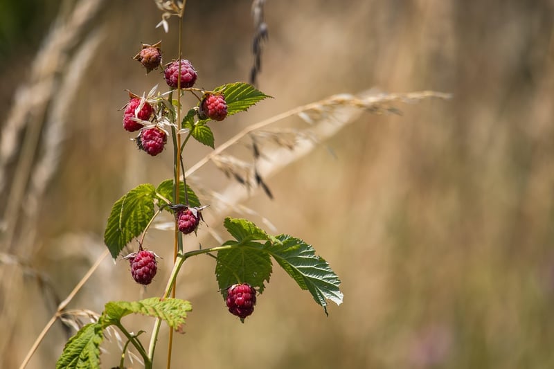 Raspberry Sorbet